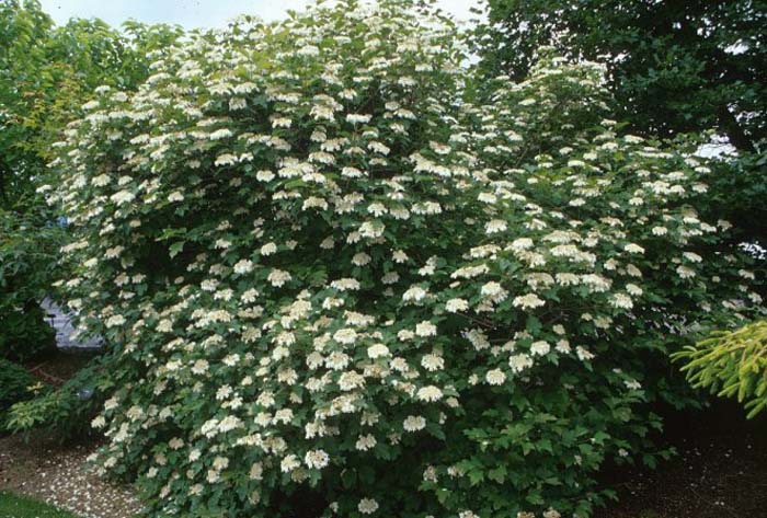 Plant photo of: Viburnum opulus 'Compactum'