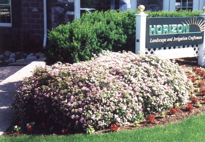 Little Princess Japanese Spirea