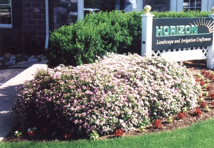 Spiraea japonica 'Little Princess'