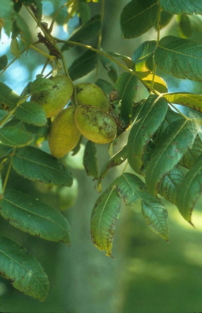 Plant photo of: Juglans cineria