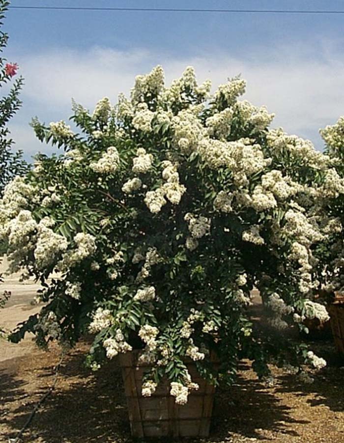 Natchez Crape Myrtle