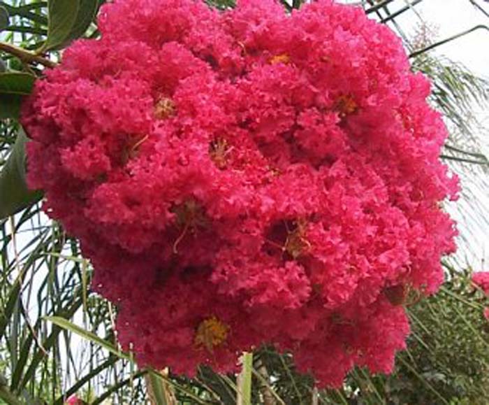 Plant photo of: Lagerstroemia 'Tuscarora'