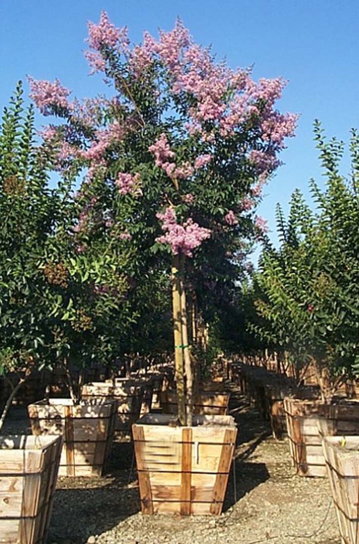 Lagerstroemia 'Muskogee'