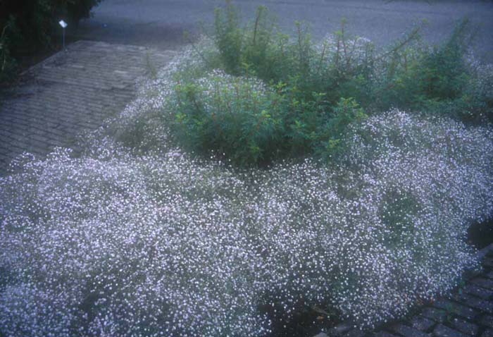 Plant photo of: Gypsophila repens 'Rosea'