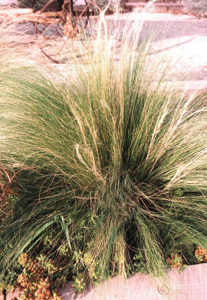 Stipa gigantea