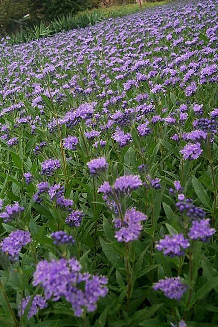 Caryopteris X clandonensis