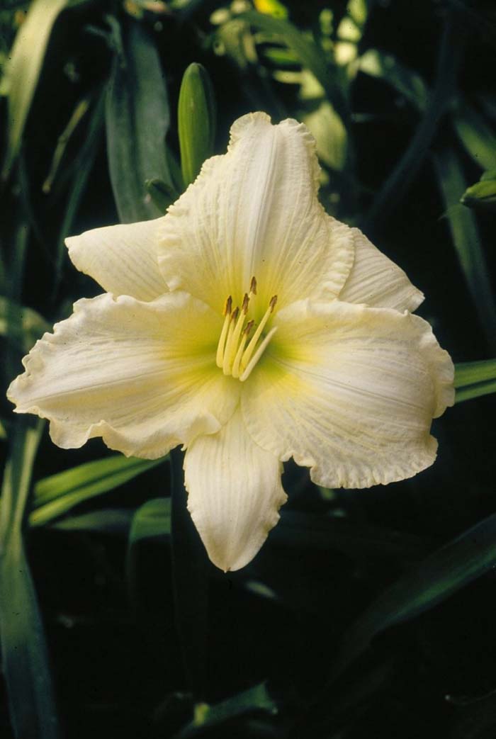 Joan Senior Daylily