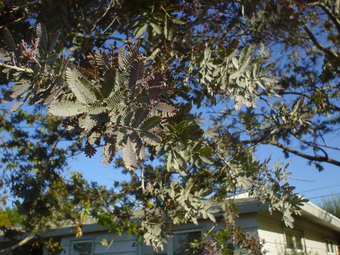 Plant photo of: Acacia baileyana 'Purpurea'