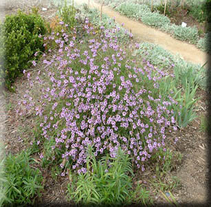 California Native Plants