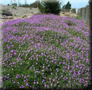 Ground Covers