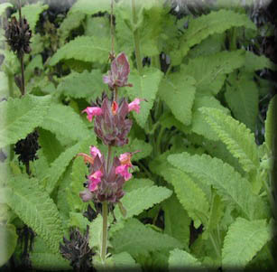 Attracts Hummingbirds
