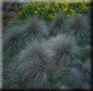 Ornamental Grasses & Clumping Plants