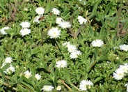 White Trailing Ice Plant