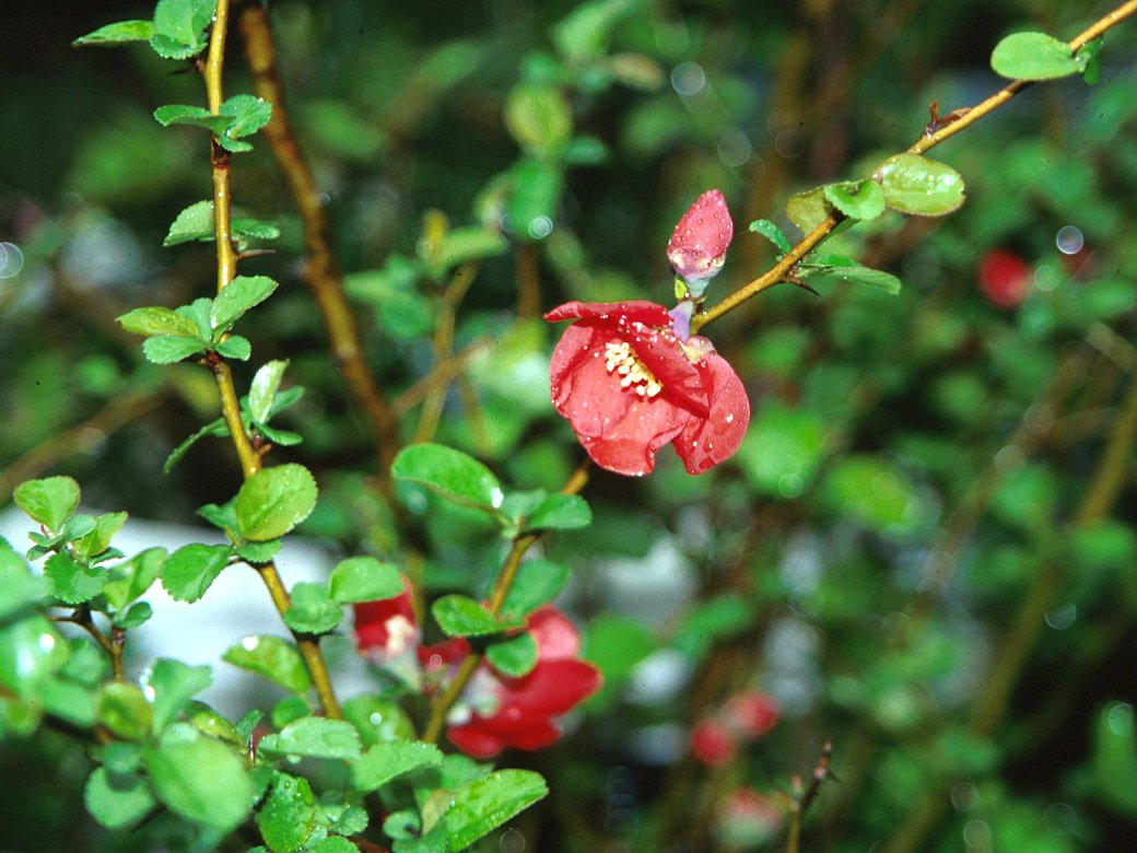 Japanese Flowering Quince