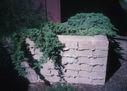 Dwarf Japanese Garden Juniper