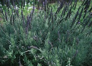 Goodwin Creek Gray Lavender