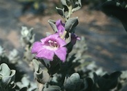 Texas Ranger, Cenizo, Texas Sage