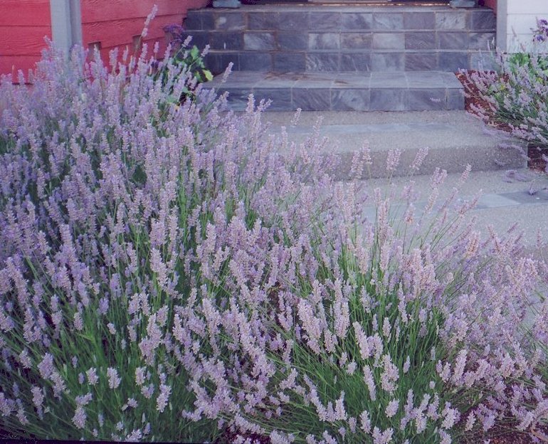 Provence Lavender