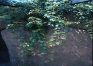 Grape Ivy