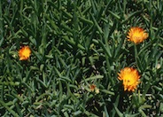 Orange Ice Plant