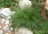 California Meadow Sedge