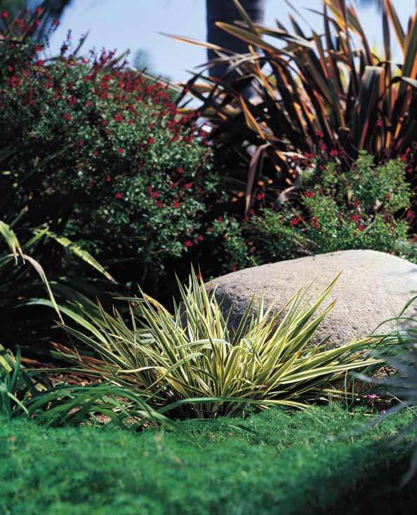 New Zealand Flax, Wings of Gold