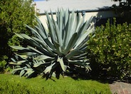 Century Plant, Maguey