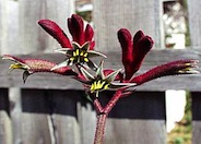 Red Cross Kangaroo Paws