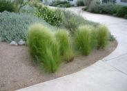 Mexican Feather Grass