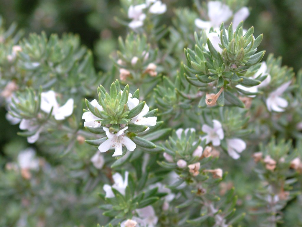 Australian Rosemary