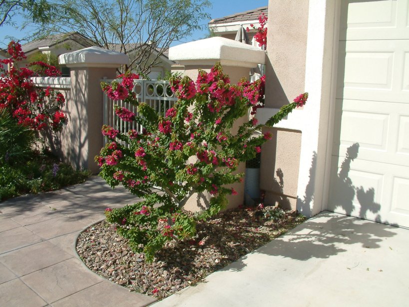 Bougainvillea, Torch Glow