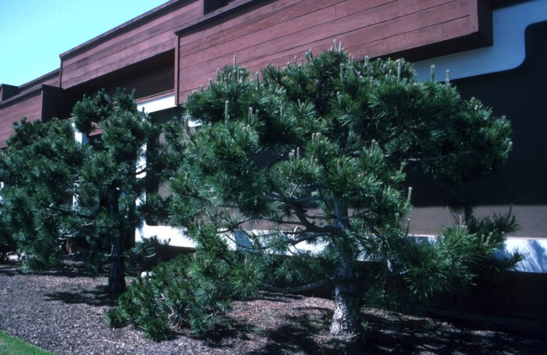 Japanese Black Pine