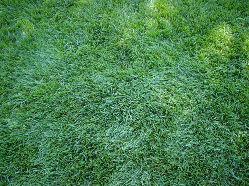 Lawn For Rover