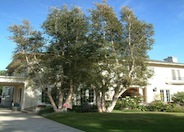 Paperbark Tree, Cajeput Tree