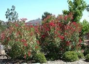 Oleander