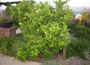 Sweet Orange cultivars