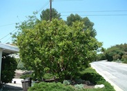 Strawberry Tree