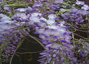 Wisteria